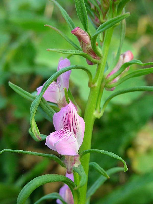 Misopates orontium / Gallinetta comune